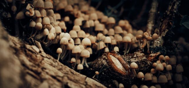 Best Practices for Responsible Exploration: A Thoughtful Approach to Psychedelic Education and Awareness