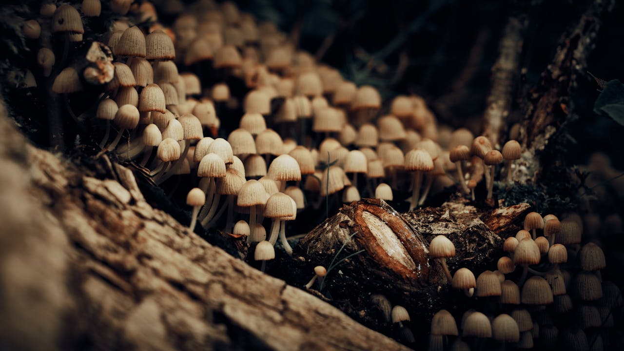 Content Marketing for Psychedelics Brands That Ranks