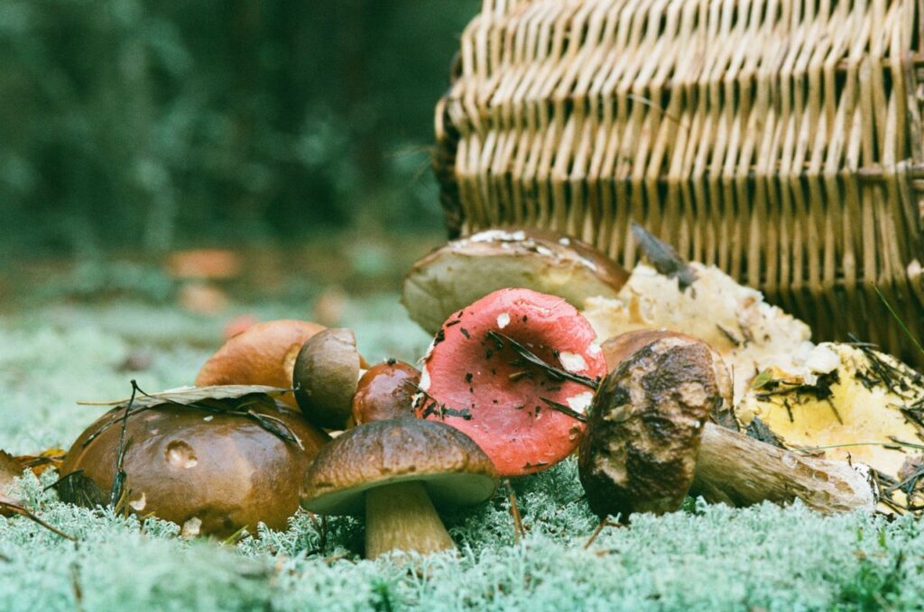 Psychedelic Mushrooms