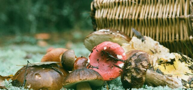 First Steps into Psychedelic Education: A Beginner’s Guide to Understanding Psychedelics and Magic Mushrooms